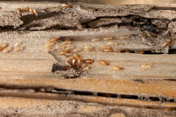 Best Pest Inspection Near Me  in Mcclure, PA